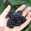 Blackberry 'Coolaris Late' -FruitHaven Shop coolaris1