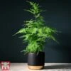 Asparagus Setaceus Plumosus 2 Asparagus Setaceus Plumosus -FruitHaven Shop fern3