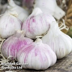 Garlic Trio Collection 8 Garlic Trio Collection -FruitHaven Shop garlic b