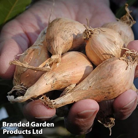 Shallot (Autumn) Twin Pack 4 Shallot (Autumn) Twin Pack - Image 2