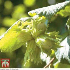 FruitHaven Shop -FruitHaven Shop haze kent