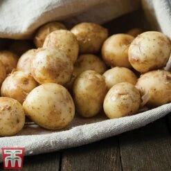 Potato 'T&M All Year Round Collection' -FruitHaven Shop ladychr