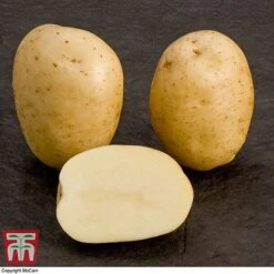 Potato 'T&M All Year Round Collection' -FruitHaven Shop mcprem
