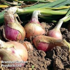 Onion Triple Pack (Spring) 7 Onion Triple Pack (Spring) -FruitHaven Shop onion keravil pink11