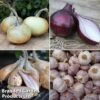 Onion, Garlic And Shallot Collection 2 Onion, Garlic And Shallot Collection -FruitHaven Shop onion1