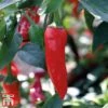 Chilli Pepper 'Apache' F1 Hybrid -FruitHaven Shop pepp apach4