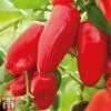 Sweet Pepper 'Snack Red' 1 Sweet Pepper 'Snack Red' -FruitHaven Shop pepp red