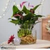 Anthurium Aqua - Gift 1 Anthurium Aqua - Gift -FruitHaven Shop purple31