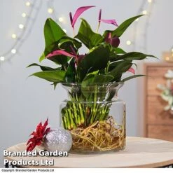 Anthurium Aqua - Gift