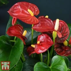 Anthurium Aqua - Gift 16 Anthurium Aqua - Gift -FruitHaven Shop red211