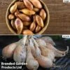 Shallot (Autumn) Twin Pack 2 Shallot (Autumn) Twin Pack -FruitHaven Shop shallot
