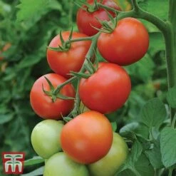 Tomato Gardeners Favourite Collection (Grafted) -FruitHaven Shop toma gard2