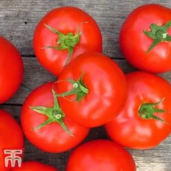 Tomato Gardeners Favourite Collection (Grafted) -FruitHaven Shop toma gard3