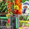 Vegetable Bumper Pack 2 Vegetable Bumper Pack -FruitHaven Shop veg coll1