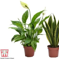 Wellbeing Collection -FruitHaven Shop well2