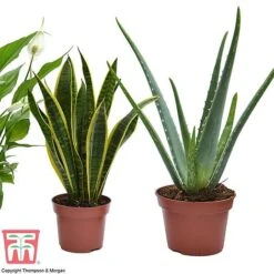 Wellbeing Collection -FruitHaven Shop well3