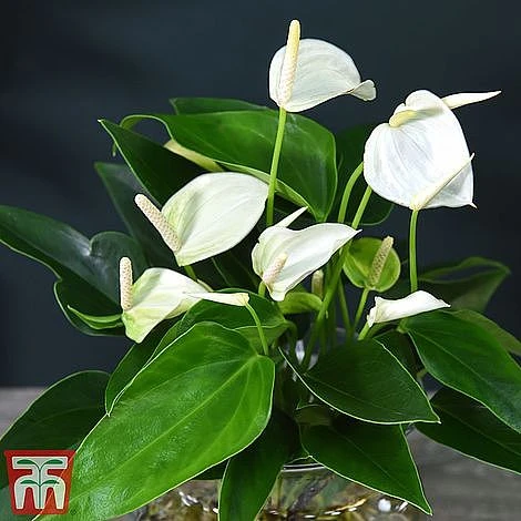 Anthurium Aqua - Gift 11 Anthurium Aqua - Gift - Image 9