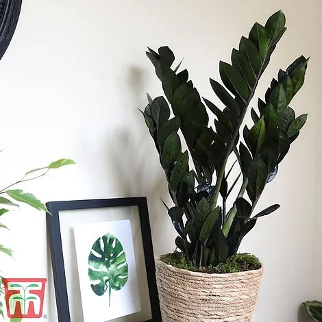 Zamioculcas Zamiifolia Raven 4 Zamioculcas Zamiifolia Raven - Image 2