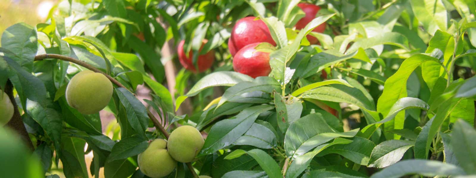 FruitHaven Shop -FruitHaven Shop banner929